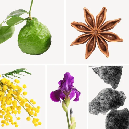 Duftnoten: Bergamotte, Anis, Mimose, Veilchen; Moschus